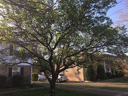 We did not find results for: Pruning A Mature Apricot Tree General Fruit Growing Growing Fruit