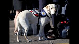 Our 'apply for a service dog' page goes into extreme detail about the process and will help you decided what path is right for you! New Arkansas Bill Would Make Lying About Your Pet Being A Service Animal Illegal 5newsonline Com