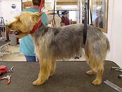 Resources for pet dog and cat groomers and stylists including products, schools, mobile vans and trailers, equipment, tables, tubs, home study and more. Prepare Your Home Dog Grooming Set Up Diy Dog Grooming