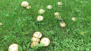 Pilze Im Rasen Youtube