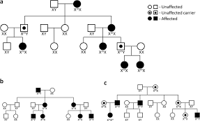 pedigree presenting unusual x linked female restricted