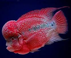 Pin By Nwenwe Tun On Cantiknya Ikan Ikan Hias Aquarium Fish Cichlid Fish African Cichlid Aquarium