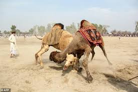 In the valencia desert, all horses (other than the unicorn t9 horse) have slower movement and cannot once you have your camel you will need to feed it dry thicket to recover it's stamina/endurance. Culture Or Cruelty Camel Fighting Persists In Pakistan This Is Money