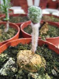 Image result for Eriospermaceae