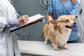 Importance of Pet Wellness Exams | Complete Guide