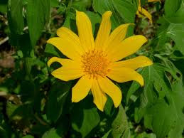 Image result for Tithonia diversifolia