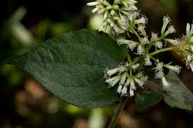 Image result for Mikania sp.