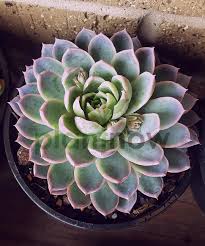 Maybe you would like to learn more about one of these? Buy Plants Online In Dubai Violet Echeveria Cactus Succulents Plantnow Ae