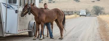 Owning a horse is a big responsibility. Horse Trainer Insurance Find Liability Coverage Trusted Choice