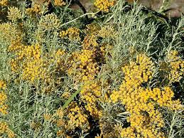 Image result for Helichrysum kirkii