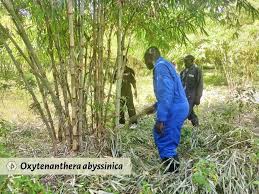 Image result for Oxytenanthera abyssinica