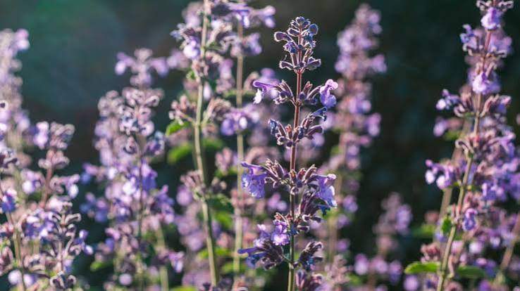 When to prune catmint: 4 simple steps for beautiful blooms | Homes and  Gardens