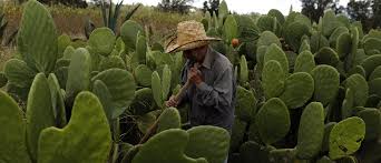Cacti are more recognizable type of succulent as most kinds have clusters of spines and store water in their. This Mexican Company Is Making Biofuel From Cactus Plants World Economic Forum