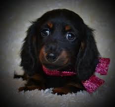 Explore 95 listings for dachshunds for sale at best prices. Miniature Dachshund Puppies For Sale Maple Lake Mn 186126