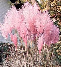 Image result for Cortaderia