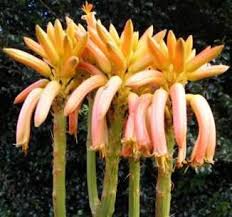 Image result for Oxyanthus latifolius