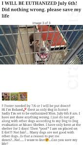 Recycler is yet another effective site like craigslist that lets you post your ads directly. Spotted On Craigslist Did Nothing Wrong But Isn T Good With Other Dogs Hmm Banpitbulls