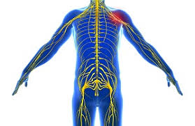 Image result for Peripheral Nervous System