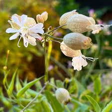 Image result for Silene