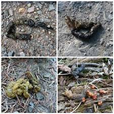 Image result for marten poop