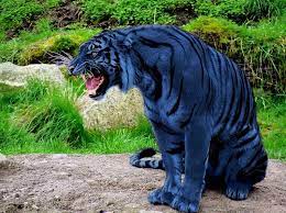 Blue Maltese Tiger Maltese Tiger Rare Animals Animals
