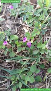 Image result for Grona triflora