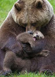 Moms Are The Originator Of Bear Hugs Animals Beautiful Cute Animals Animals