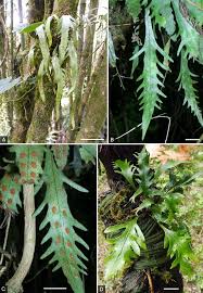 Image result for Asplenium rukararense