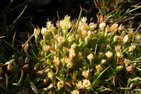 Image result for Sporobolus welwitschii