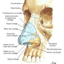 Nose Cartilage Form And Structure Art Anatomy Artreference Anatomyreference Humanbody Animalbody Sculpting B Referencia De Desenho Anatomia Desenho