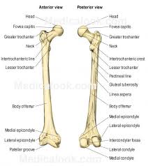 The lower leg consists of muscles, bones, tendons, ligaments, joints, blood vessels, and nerves. Leg Bone Diagram Anatomy Bones Anatomy Human Anatomy
