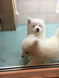Find samoyed puppies for sale with pictures from reputable samoyed breeders. Samoyed Puppies Ready For A New Home For Sale Adoption From Auckland Sarawak Kuching Adpost Com Classifieds Malays Samoyed Puppy New Homes For Sale Sarawak