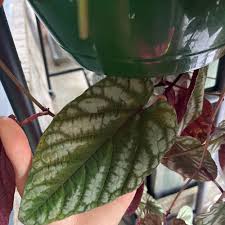 Image result for Cissus cornifolia