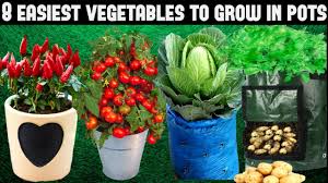 Take the guesswork out of planning your garden. Top 8 Easy To Grow Vegetables For Beginners Seed To Harvest Youtube