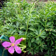 Image result for Talinum fruticosum
