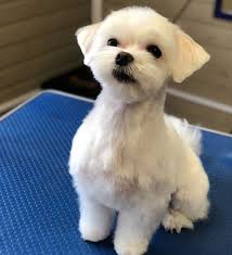 30 Best Maltese Haircuts For Dog Lovers Page 6 The Paws In 2020 Maltese Haircut Maltese Dogs Haircuts Dog Haircuts