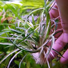 Image result for Eriocaulon schimperi