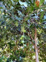 Image result for Macadamia aff. integrifolia