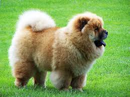 Sale price $21.59 $ 21.59 $ 23.99 original price $23.99 (10% off). 10 Of The Most Expensive Dog Breeds In The World Hello Travel Buzz