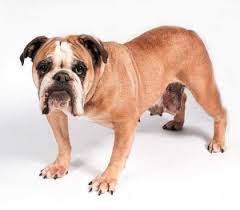 Maybe you would like to learn more about one of these? Bulldogs Underdog Rescue