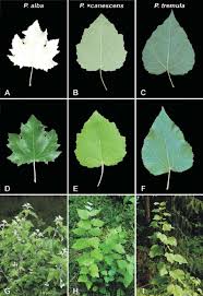 Image result for Populus ×  canescens