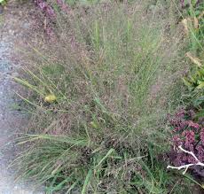Image result for Eragrostis macrochlamys