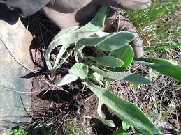 Image result for Helichrysum acutatum