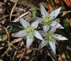 Image result for Swertia eminii