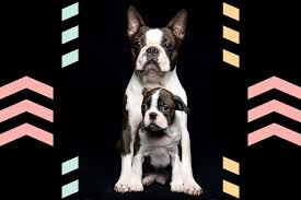 Boston Terrier Growth Stages And Puppy Development Chart