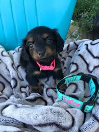 Black And Brown Long Haired Miniature Dachshund My Little Black And Tan Long Haired Miniature Dachshund Puppy 7 Weeks Old 3 Dachshund Puppy Miniature Puppies And Kitties Dachshund Puppy Training