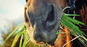 The leading resource for holistic pet care, pet product reviews, pet discounts codes & special pet offers. Holistic Pet Care Horse Lovers Love Noni Products