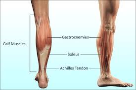 It is not able to exert full power at both joints simultaneously, for example when the knee is flexed, gastrocnemius is unable to generate as much. How To Stretch Calf Muscles And The Big Mistake To Avoid Precision Movement
