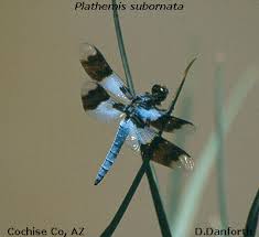 Image result for Urochloa platynota