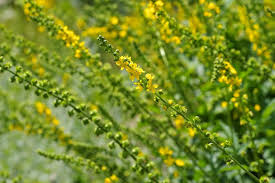 Image result for Agrimonia